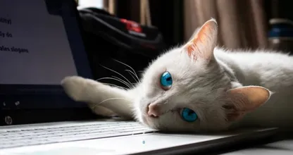 Gaat jouw kat ook altijd op je spullen liggen? DIT is waarom!
