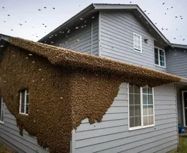 Young Woman Bought Her Dream House—Then Heard the Buzzing in the Walls