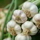 Garlic: The Mighty Bulb with Everyday Superpowers
