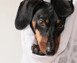 Hartverscheurend: dierenarts geeft dodelijk spuitje aan verkeerde hond