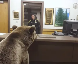 Bear Invades Police Station – What It Leaves Behind Leaves Officers Stunned!