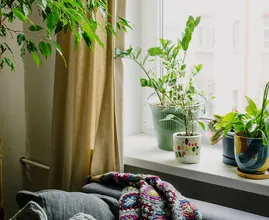 Handig: deze vier kamerplanten overleven zelfs in een donker hoekje