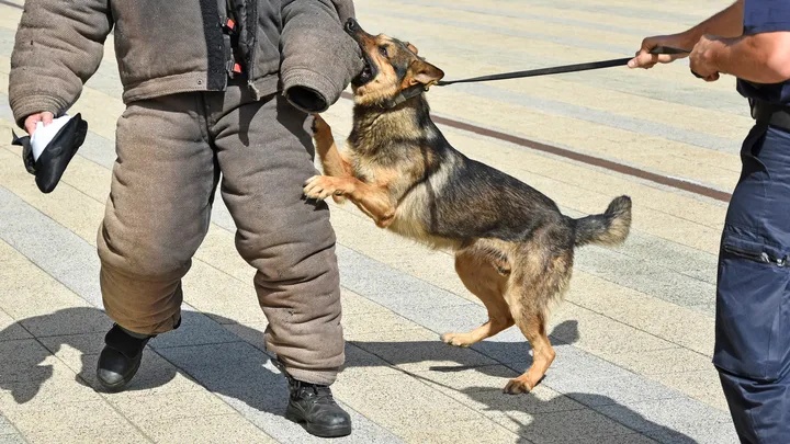 Un chien policier à la retraite fait une découverte intéressante avec l’aide de son propriétaire