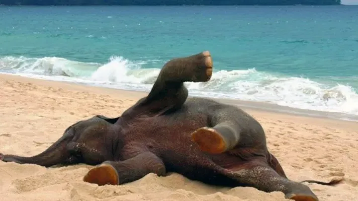 Algumas das fotos de praia mais engraçadas: Algumas estão indo longe demais!