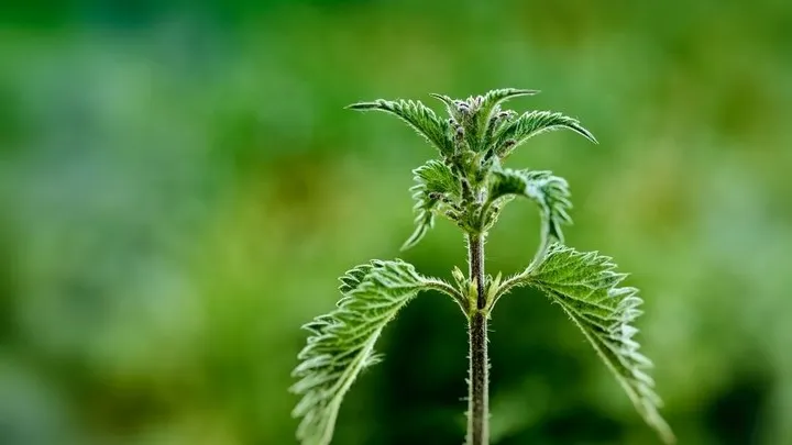 Des mauvaises herbes poussent entre les dalles ? Voici pourquoi vous ne devez pas essayer de les enlever.