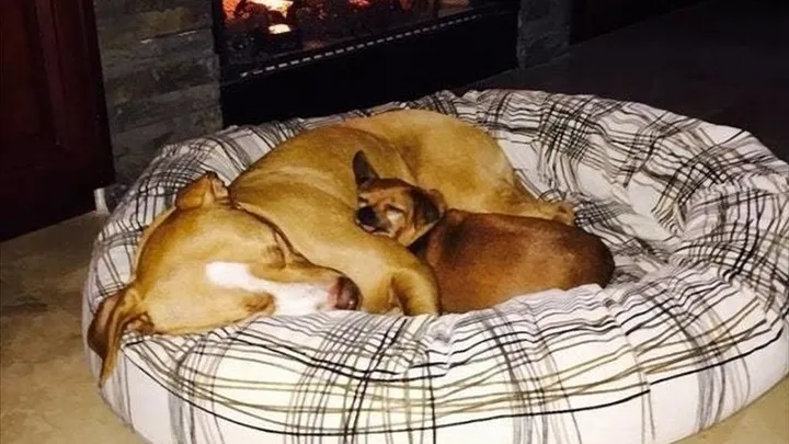 Esta pitbull se recusou a deixar o abrigo sem seu amigo chihuahua