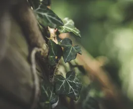 Op zoek naar groen voor je schaduwrijke tuin? Probeer deze opties eens