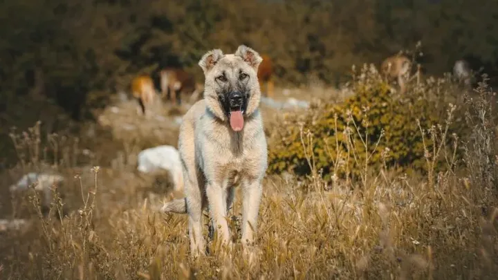 15 raças de cães que não podem ser mantidas como animais de estimação