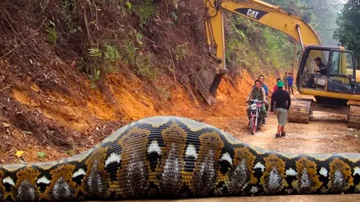 ¡Estos trabajadores encontraron una serpiente gigante - no creerás lo que encontraron dentro!
