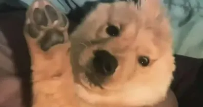 Bonita cachorrinha de uma orelha é um grande sucesso no Instagram