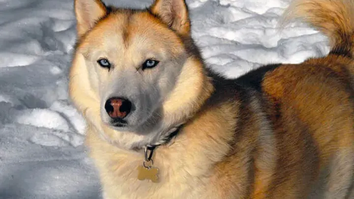 Barking Up the Right Tree: 49 Essential Insights into Your Future Furry Friend (49 percepções essenciais sobre seu futuro amigo peludo)