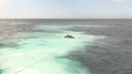 Imágenes impactantes: la Marina se encuentra cara a cara con una gigantesca criatura en el agua