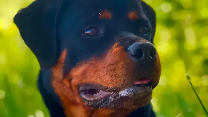 Barking Up the Right Tree: 49 Essential Insights into Your Future Furry Friend (49 percepções essenciais sobre seu futuro amigo peludo)