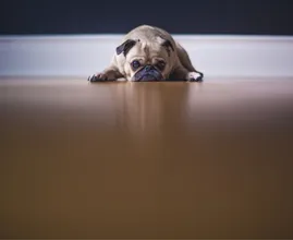 5 Dinge, die in Ihrem Zuhause schlechten Geruch verursachen könnten