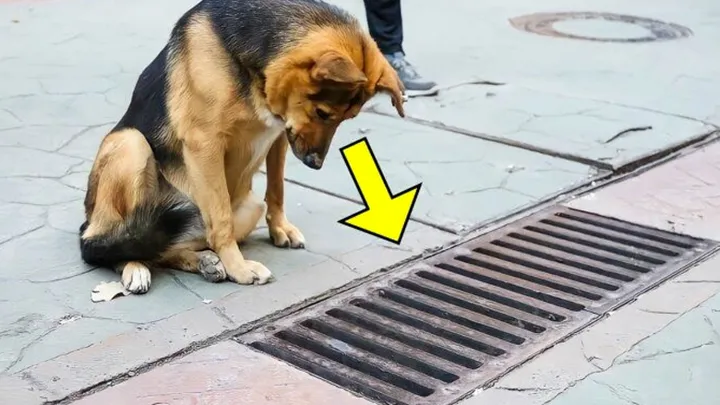 Perro mira hacia el desagüe todos los días hasta que los transeúntes ven lo que está mirando