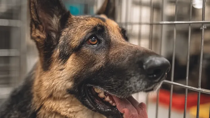Mutter lässt ihr Baby nur Sekunden lang mit deutschem Schäferhund allein - was sie dann sieht, erschreckt sie!