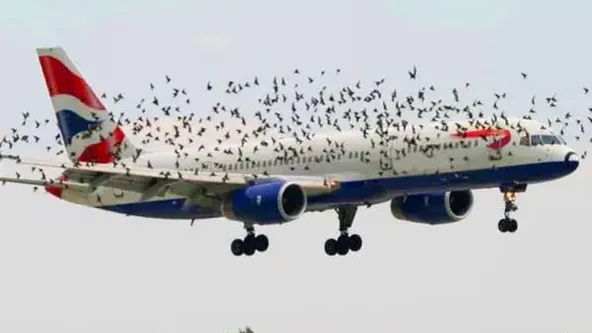 鳥たちが飛行機から離れない理由に気づいたパイロットが、涙を流しました。