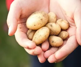 5 coisas que você pode limpar com batatas