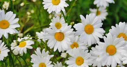 Madeliefje is de Nationale Bloem van Nederland