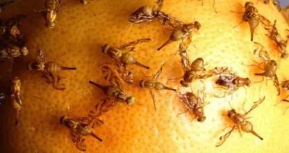 Nog steeds last van irritante fruitvliegjes in huis? Dit is de reden