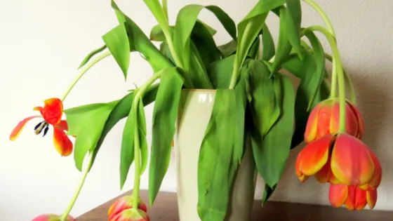 Nie wieder hängende Tulpen! Mit diesem Trick bleiben sie gerade!