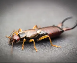 Zo voorkom je dat oorwormen zich in jouw huis en tuin nestelen