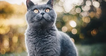 Wist jij dit? Deze kattensoorten zijn eigenlijk verboden in Nederland