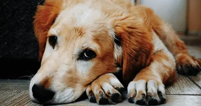 This shocking photo shows what hot asphalt can do to your dog's paws