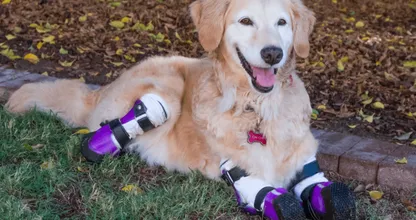 Hartverwarmend: hond wiens poten alle vier geamputeerd moesten worden, kan weer rennen