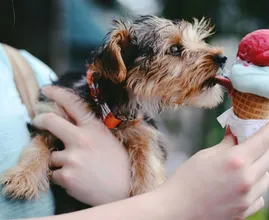 Krijgt jouw hond of kat de juiste voeding? Let op deze 4 signalen