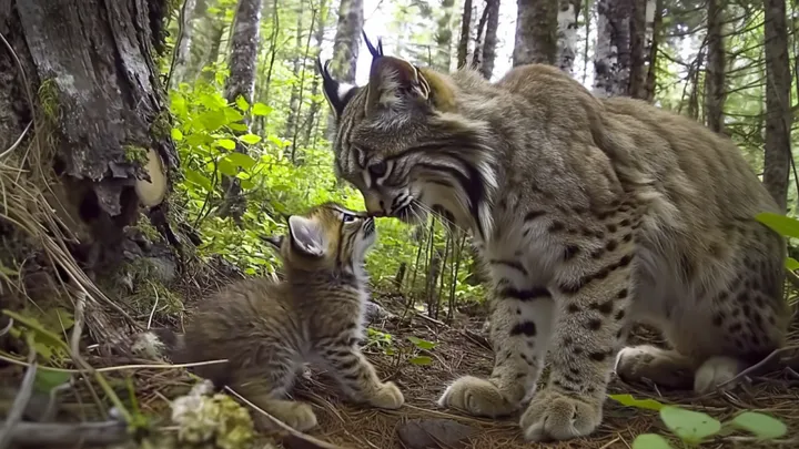 Bobcat selvagem se aproxima de uma mulher, e ela decide segui-lo