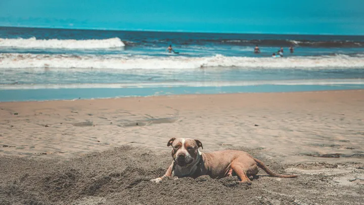 Esta pitbull se recusou a deixar o abrigo sem seu amigo chihuahua