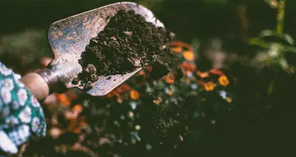 Stop het gesnotter: met deze planten en bloemen maak je je tuin hooikoortsvrij