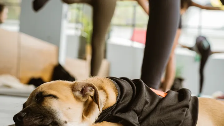 Ah oh: Puppy-yoga blijkt niet zo onschuldig als het lijkt