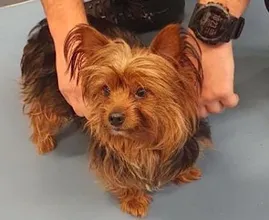Marechaussee vindt hondje in prullenbak op luchthaven Schiphol