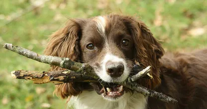 Speelt jouw hond ook vaak met een stok? Dit is waarom dat heel gevaarlijk is!