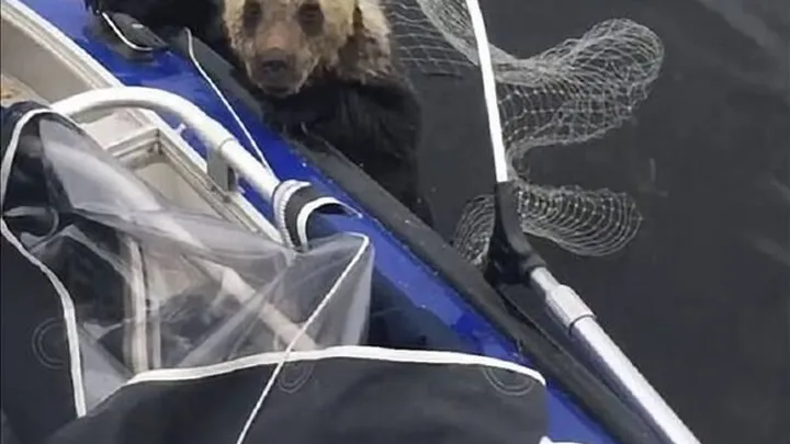 Check out the shocking things this mother bear does while fishermen save her cubs