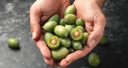 Deze kleine kiwi eet je met schil en al, maar hij ligt slechts kort in de winkel