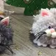 Einfacher und dekorativer Katzen Weihnachtsschmuck zum Selbermachen.