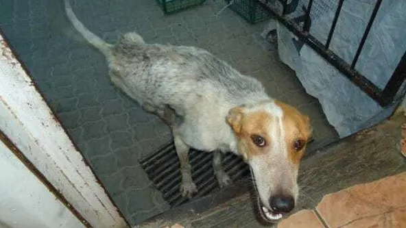 Deze zwerfhond wordt als 'last' gezien en wordt op een wel heel absurde manier weggewerkt. Absurd verhaal!