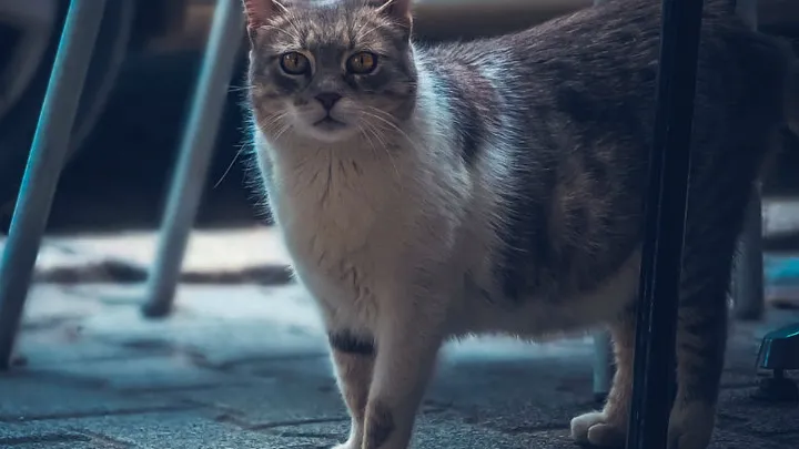 Aus diesem Grund verfolgt dich deine Katze immer, wenn du auf Toilette gehst!