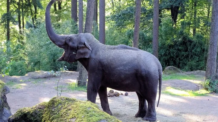 Dat is schrikken: staat er ineens een olifant in je tuin in Ommen