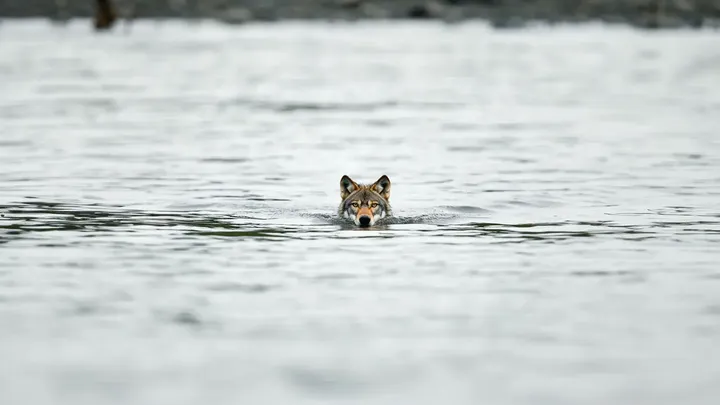 Frau folgt Wolf ins Meer, nachdem er sich ihr am Strand genähert hat - was sie fand, brach ihr das Herz