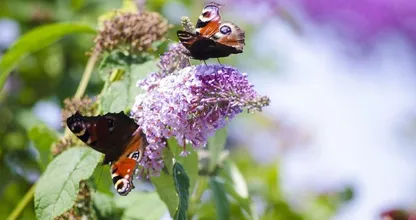 Vlinders en andere insecten lok je met deze planten naar je tuin