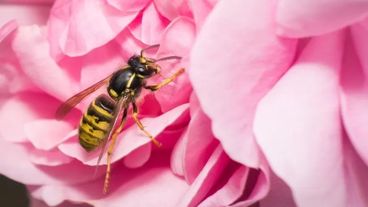 Komen wespen op zoete parfum af of niet? Dit is het antwoord