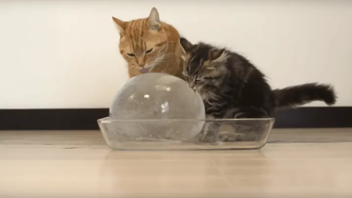 Help je kat de warme dagen door. Dit vinden ze echt geweldig!! Tag iemand met een kat.
