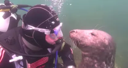 Deze zeehond komt op een nietsvermoedende duiker af, wat er dan gebeurt verwacht je nooit!