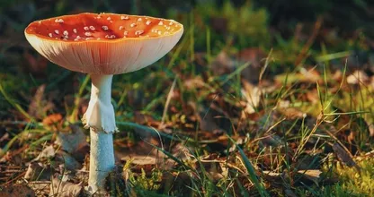 September: dit kun je deze maand doen in de tuin