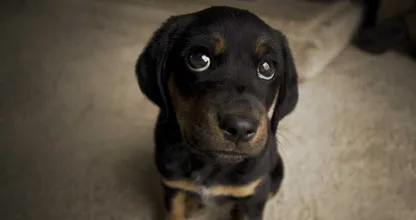 Als je hond één van deze dingen doet wil hij je iets belangrijks vertellen! Doet jouw hond dit wel eens?
