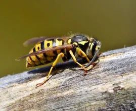 Oh no, wasps! No need to panic because with this trick they'll definitely stay away!